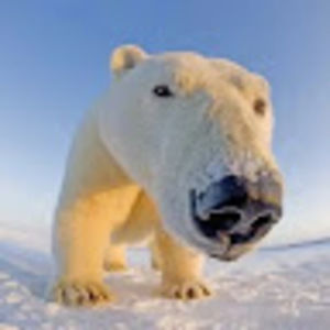 Meet your Posher, Jane